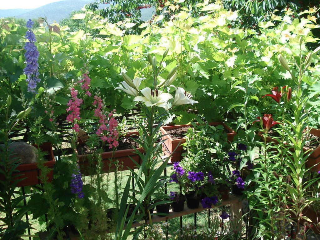 Abruzzo Segreto Bed & Breakfast Navelli ภายนอก รูปภาพ
